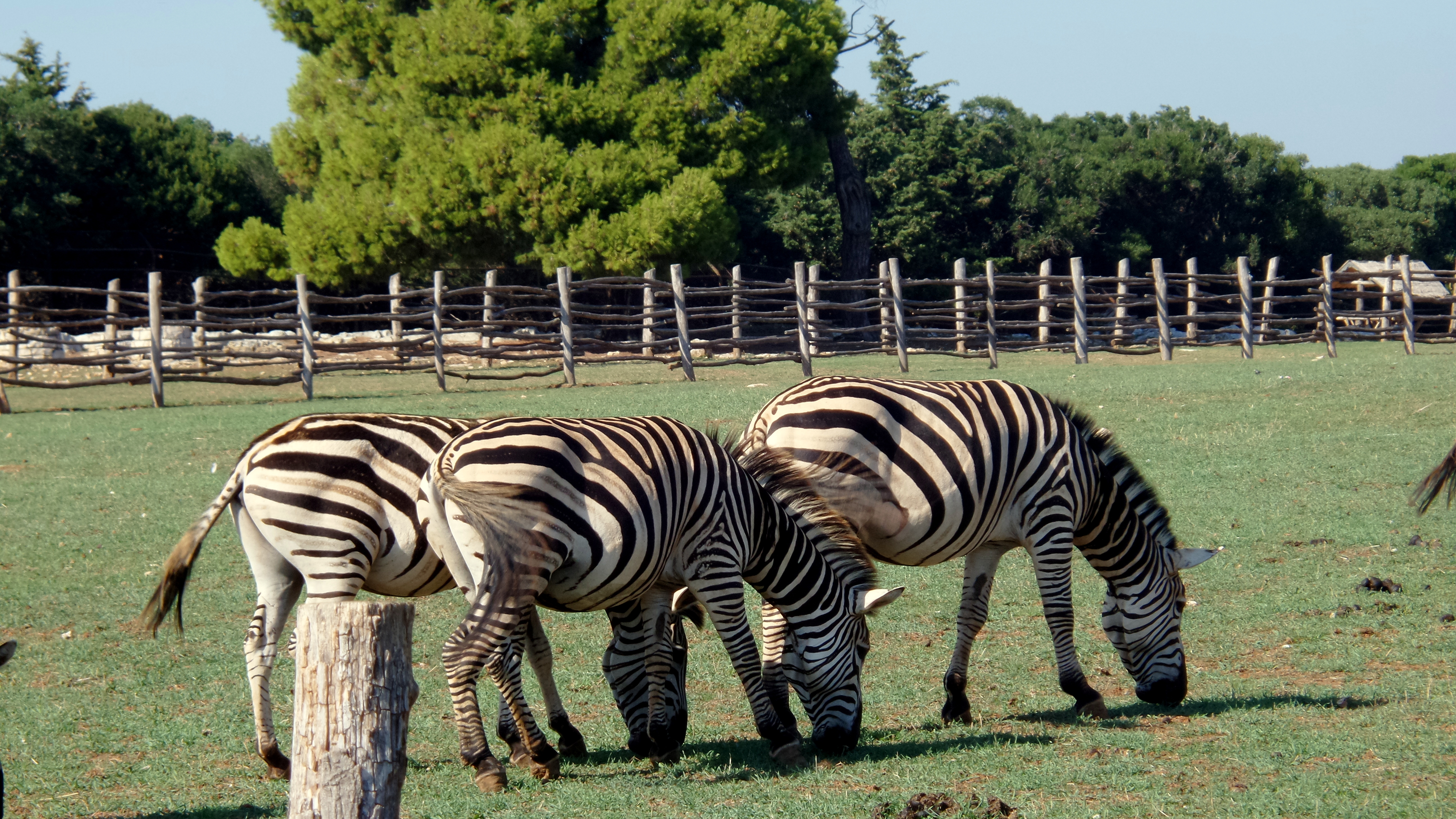 Brijuni: Čudesna ostavština Rimljana, Kupelwiesera i Tita