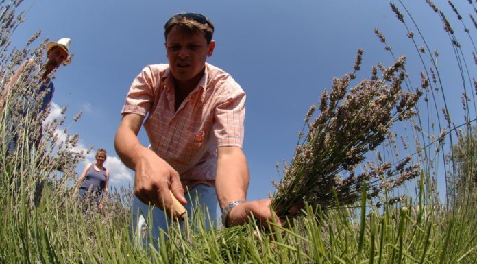 Peruški: Mirisna polja lavande obitelji Cvek u domaćim suvenirima