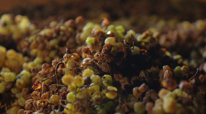 Vodnjan: Vin de rosa je vino za najboljeg prijatelja