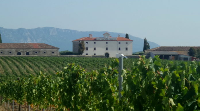 Belaj: Vinsko ladanje podno velebne Učke