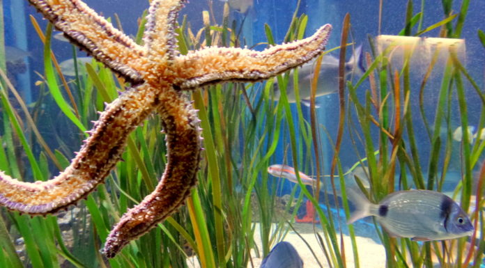 Aquariumu Pula: Austrougarska utvrda je novi dom tihih vodenih bića