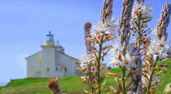 Na jugu Istre: Marlera i medeni svjetionik