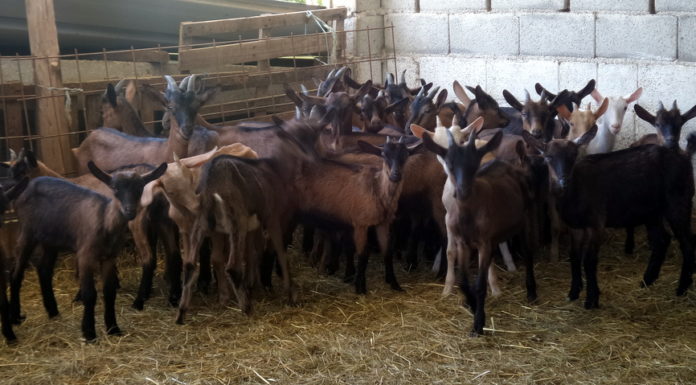 Stancija Kumparička: Žurba nam je rekla zbogom