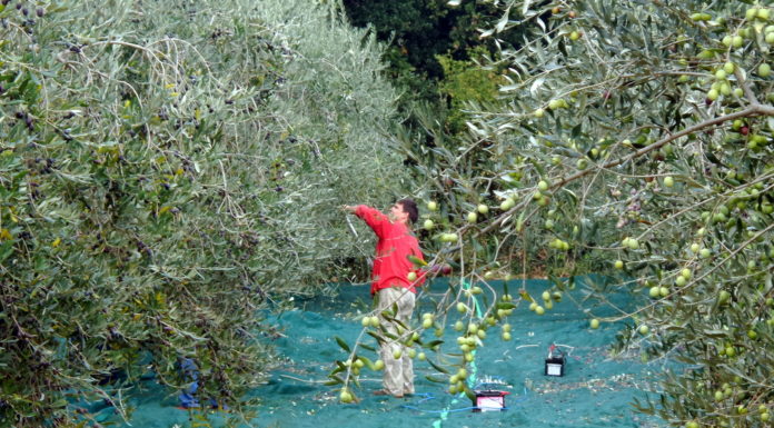 Istarska maslinova ulja: Od antičke tradicije do svjetskog priznanja