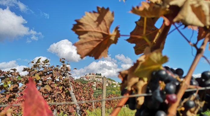 Motovun i vinski vitezovi: Očuvali teran i pokorili francusku konkurenciju