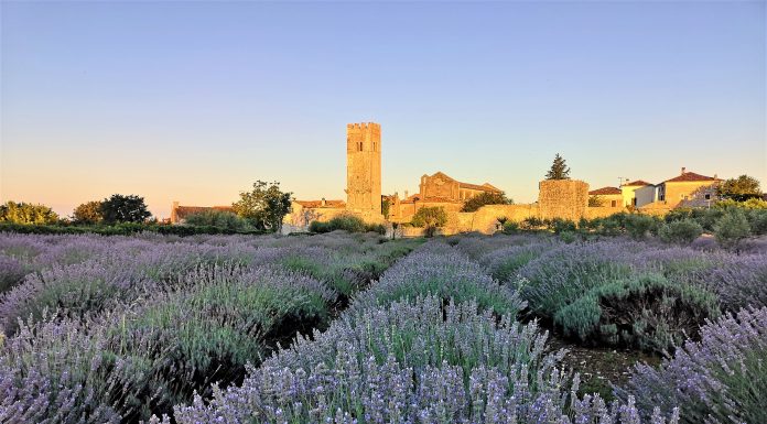 Sveti Lovreč i Kontija: Svitanje na polju lavande