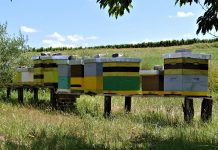 Kaštelir i Labinci: Together in free friday tasting po domaću