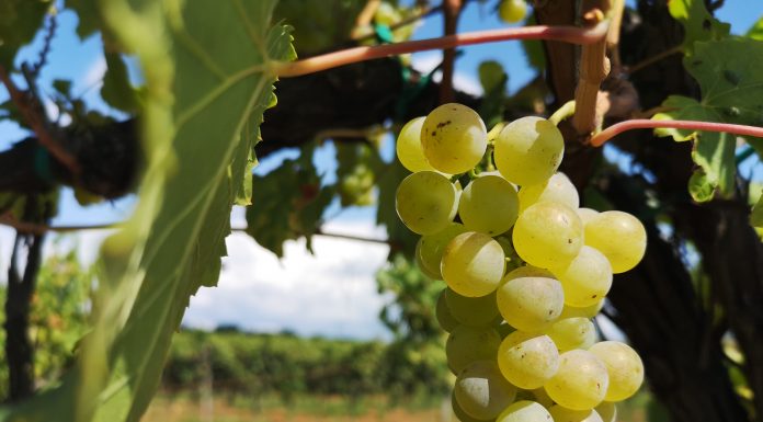 Kanfanar: Starom prugom na dec eko Lunike