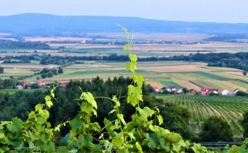 Kutjevo i Papuk: Kada se zaželite vrhunskog vina i landranja po slavonskim brdima