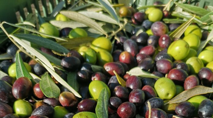 Fažana: Kod Belića je maslinovo ulje poput najskupocjenijeg parfema