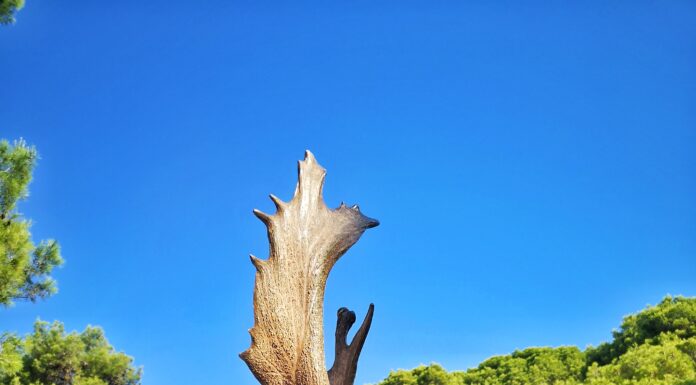 Mali Brijun: Dan kada sam upoznala Jelenka