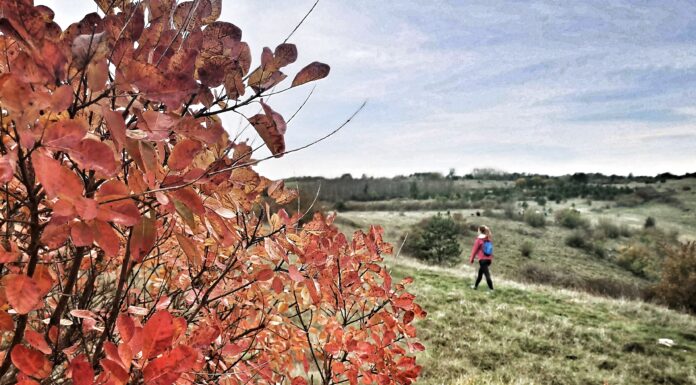 Karojba: Staza Quadruvium priča o prošlosti Istre i starim kunfinima
