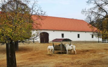Lipica: Dragulj Krasa koji vas vraća u doba carske Austrije