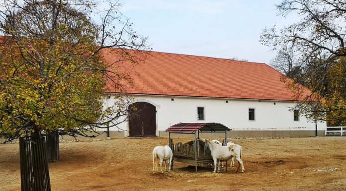 Lipica: Dragulj Krasa koji vas vraća u doba carske Austrije