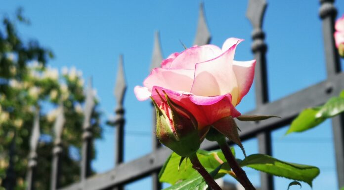 Pula: Zavirite u magiju samostanskog vrta svetog Antuna Padovanskog