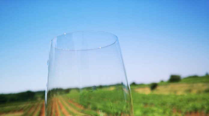 Markovac: Vinska pastorala Bernobića, Polettija i Poleisa i ručak u kampanji uz Parenzanu