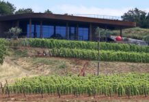 Vižinada: Dva brata i sestra Deklić pretvorili brdo svete Barbare u vinski hram Istre