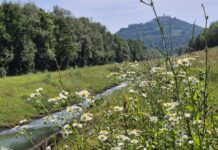 Motovunska šuma: Šuma svetog Marka u kojoj se susreću Venecija, Mirna, Ressel i Veli Jože