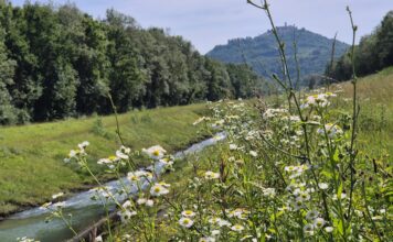 Motovunska šuma: Šuma svetog Marka gdje se susreću Venecija, Mirna, Ressel i Veli Jože