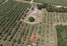 Barbariga: Kako je Istra prije dvije tisuće godina proizvodila ulje za Rimsko carstvo