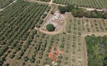 Barbariga: Kako je Istra prije dvije tisuće godina proizvodila ulje za Rimsko carstvo