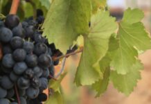 Poreč: Duranija više nije radničko vino, a hrvatica se nekoć prodavala kao mlijeko