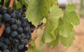 Poreč: Duranija više nije radničko vino, a hrvatica se nekoć prodavala kao mlijeko
