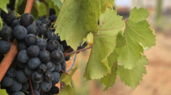 Poreč: Duranija više nije radničko vino, a hrvatica se nekoć prodavala kao mlijeko